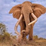 14 elephants reported dead  in Amboseli National Park.