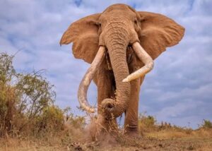 Photo of an Elephant in Amboseli National Park- Kajiado county
